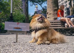 Pet Commerce