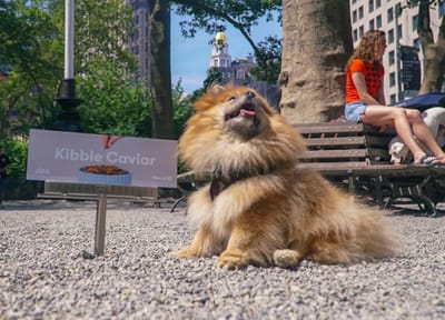 Pet Commerce